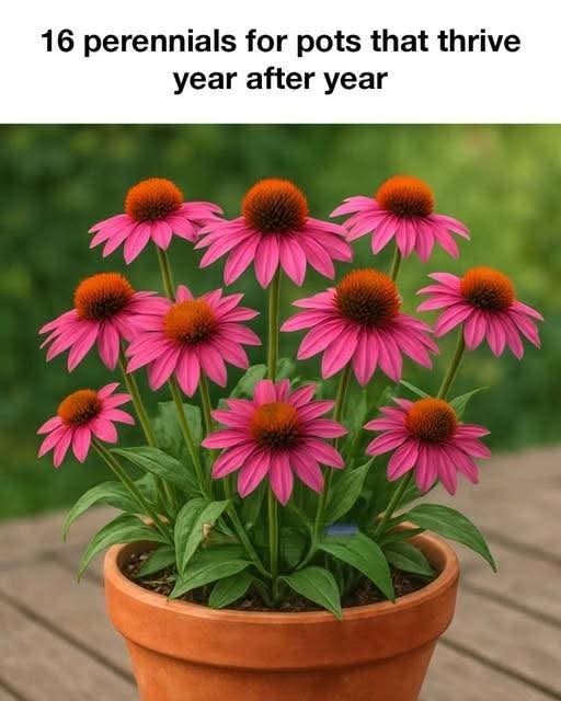 One pill on your plants and after 10 days you will immediately see the incredible result