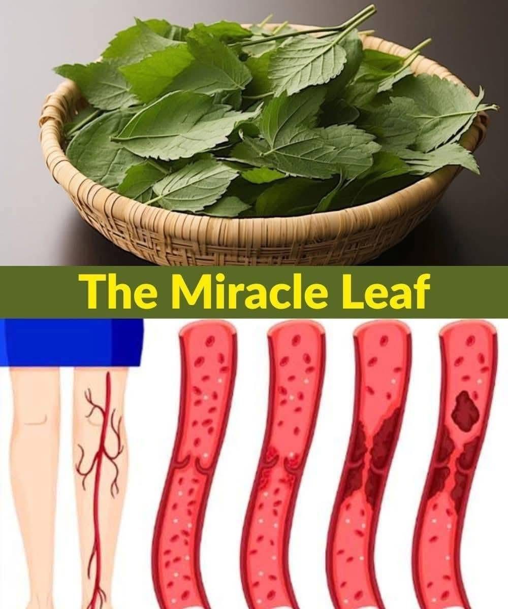 7 Healing Leaves That Naturally Support Diabetes, Blood Pressure, Pain Relief, Cholesterol, and Circulation