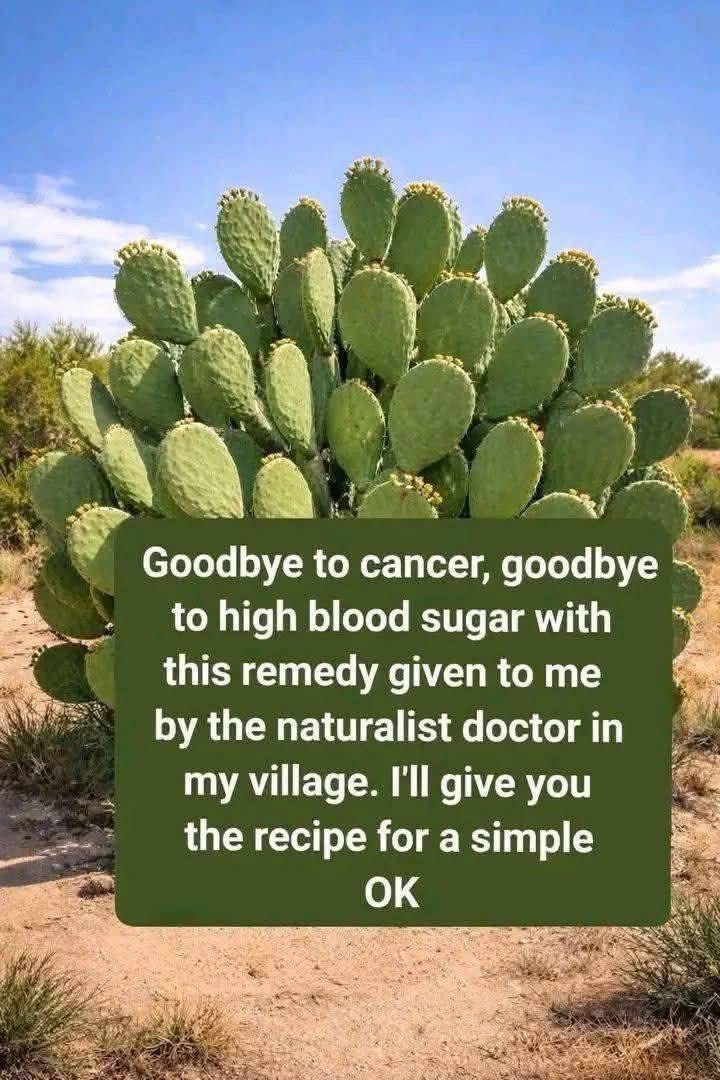 CACTUS OR CACTUS KNOWN AS PLANT OF LIFE